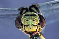 Ictinogomphus ferox
